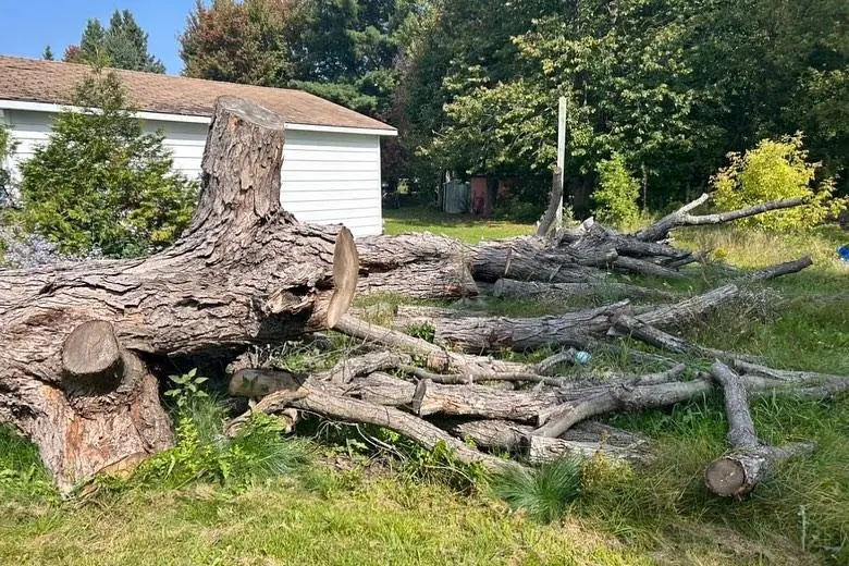 Tree branches removal