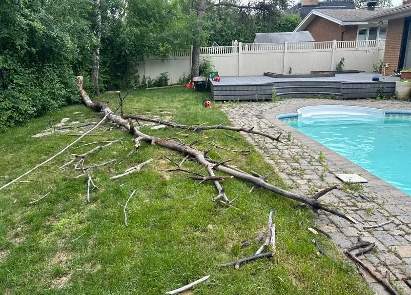 Tree branch removal