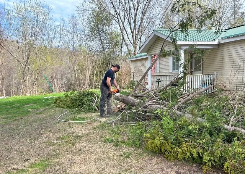 Tree branch removal